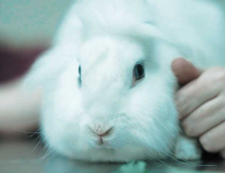 White fluffy rabbit on vet table